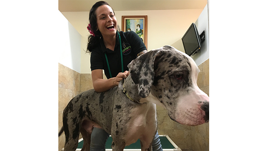 A woman joyfully interacts with a large, spotted Great Dane in an indoor setting, creating a cheerful atmosphere.