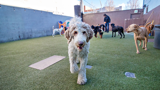 A curly-haired dog walks toward the camera in a dog park, surrounded by other dogs and a person in the background on artificial grass.