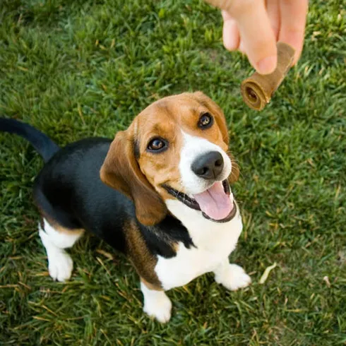 A happy beagle on grass looks up eagerly at a hand holding a treat above.