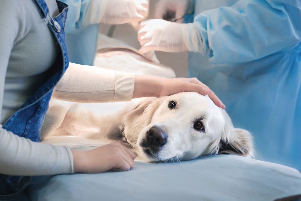 A dog lies calmly on a table while a person in a white sweater gently pets its head. Veterinarians in blue gowns work in the background.