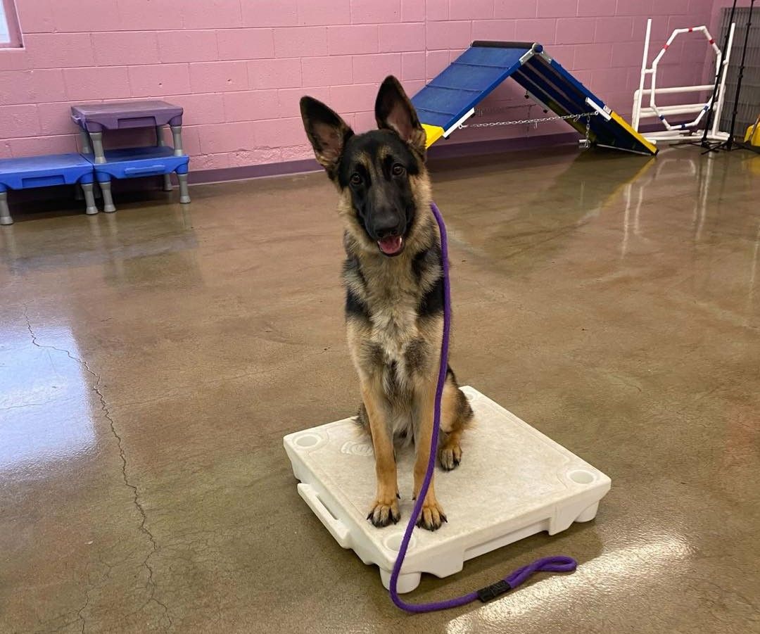 A German Shepherd dog sitting on a white platform in a dog training or daycare facility with agility equipment in the background