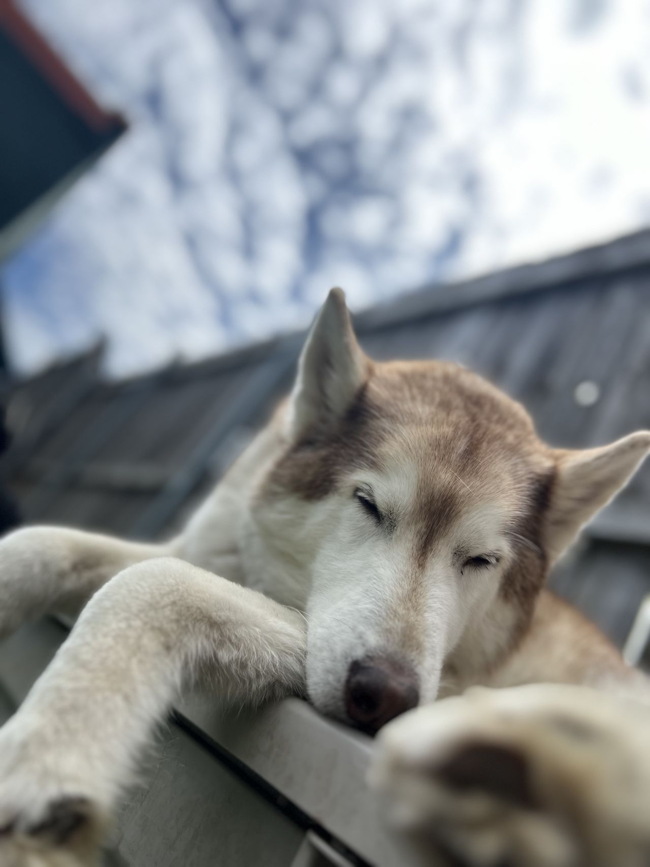 A husky lying with eyes closed, paws hanging over a ledge, with a background of a wooden fence and a cloudy sky.