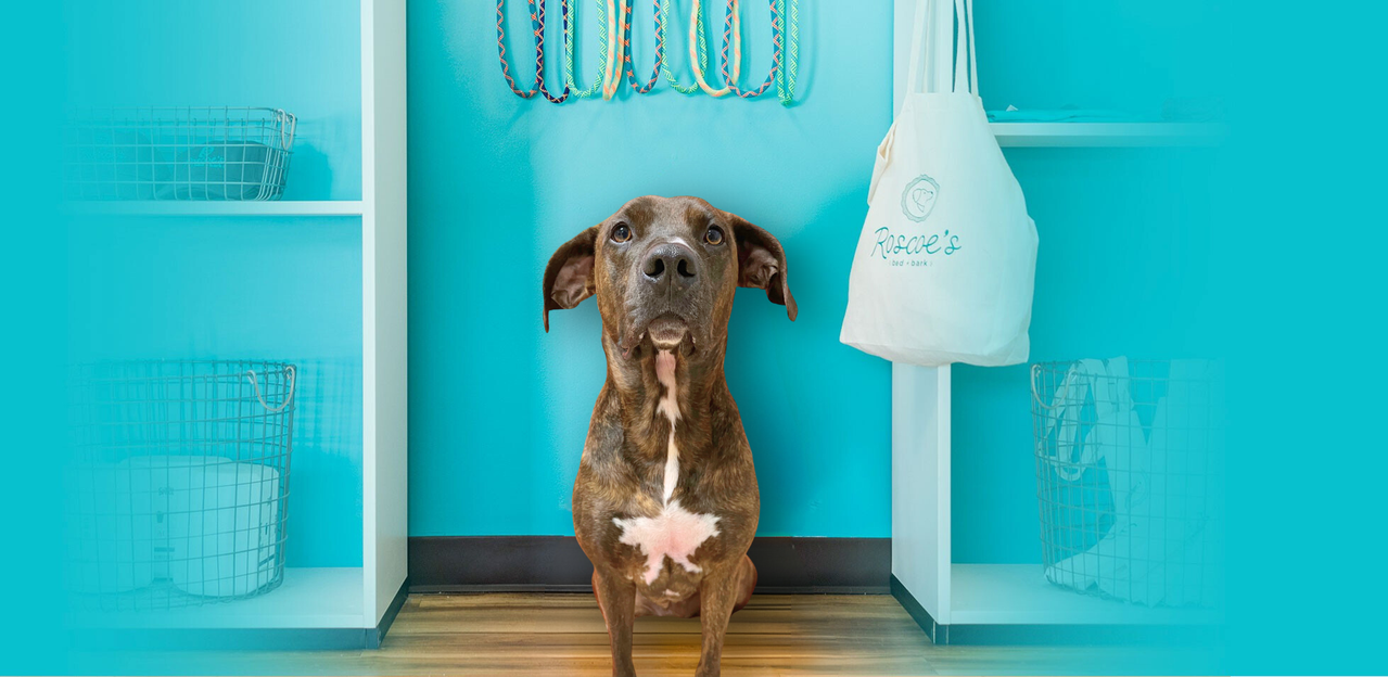 A brown and white dog sits on a wooden floor in a room with turquoise walls, surrounded by shelves and a hanging tote bag.