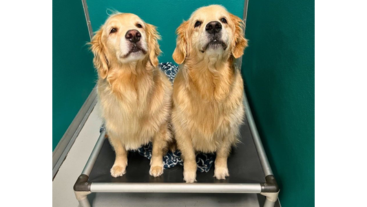 Two golden retrievers sitting side by side on a raised bed with a blue patterned blanket, against a teal wall background.