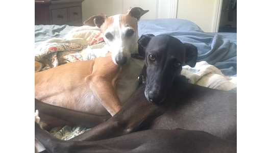 Two greyhounds, one fawn and one black, cuddle together on a bed with a patterned quilt, looking at the camera.