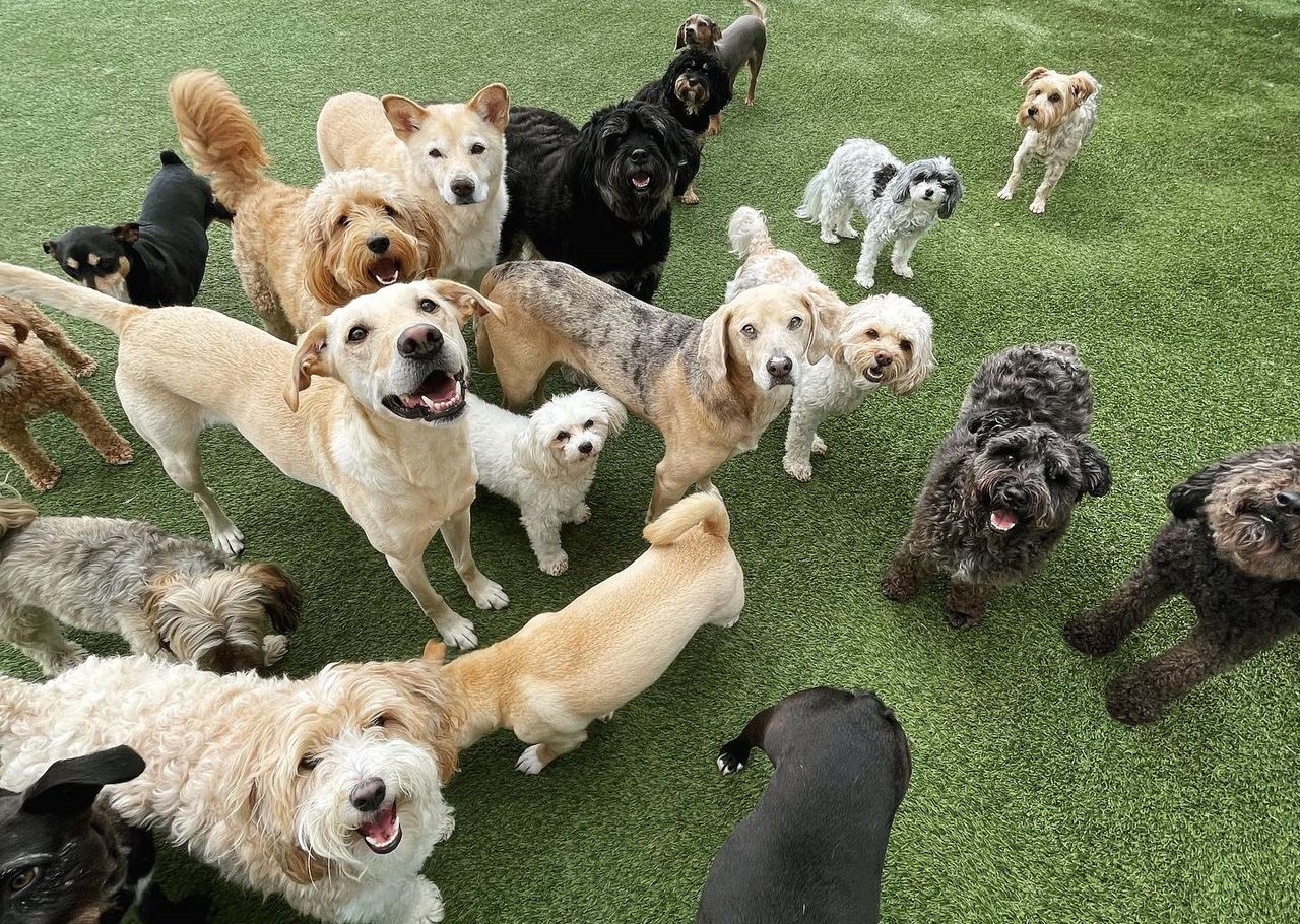 A happy, panting dog stands on a blue play structure, surrounded by other dogs on artificial grass under a sunny sky.