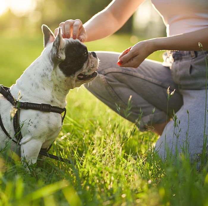 Person in jeans kneeling on grass, gently petting a small black and white dog wearing a harness in a sunlit park.