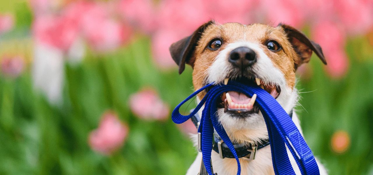 A dog holding a blue leash in its mouth stands in front of blurred pink flowers, looking eagerly at the viewer.