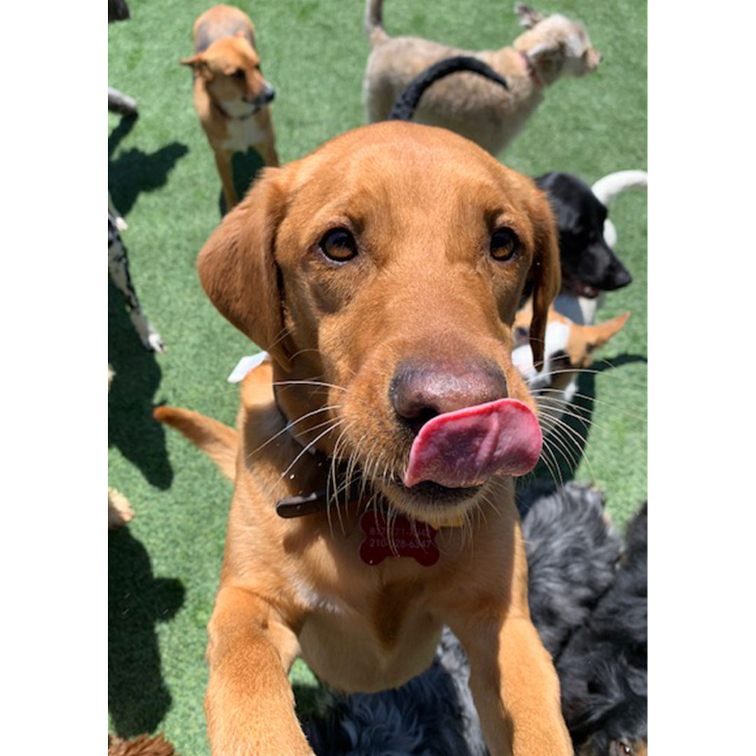 dog-playing-daycare-tongue-out-outside