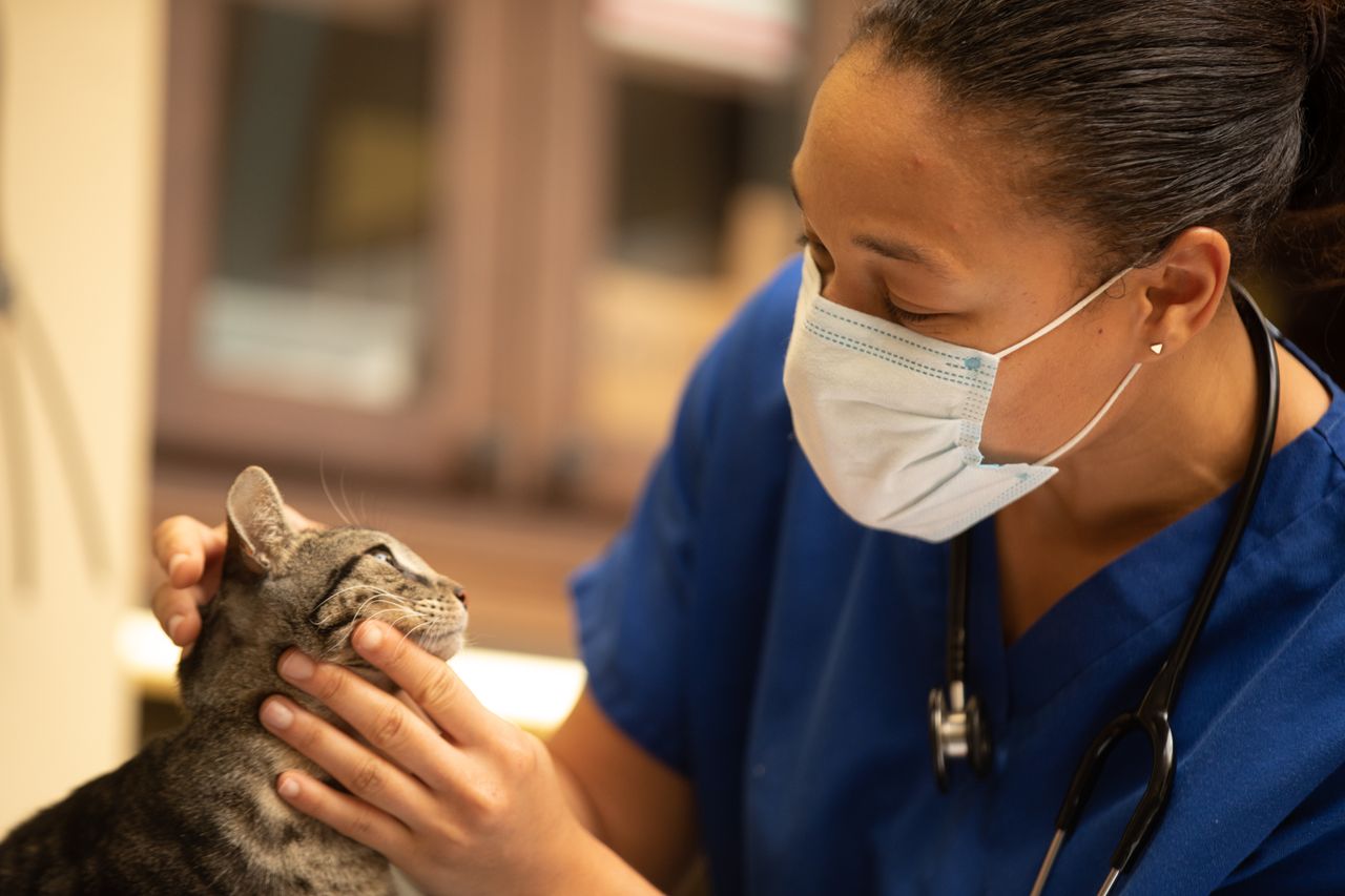 A veterinarian in a blue uniform and face mask gently examines a tabby cat, holding its head with care in a veterinary clinic.