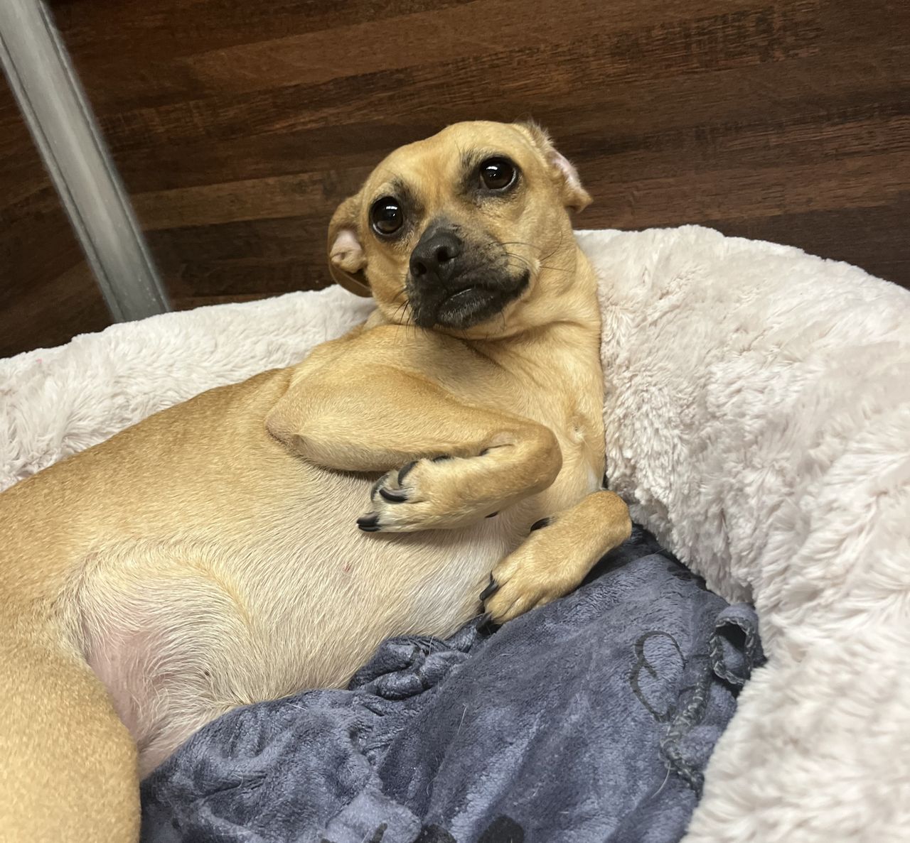 A tan dog with a concerned expression lies in a cushioned bed with a soft blanket, looking at the camera.