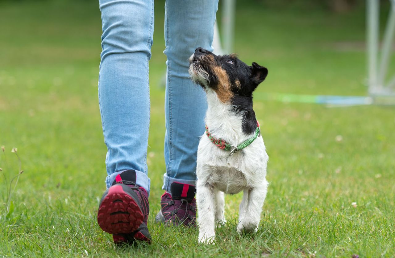 A small black and white dog looking up at a person walking beside it on green grass.