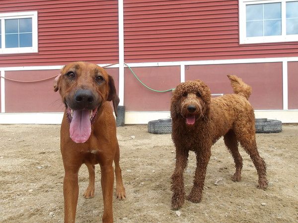 Two dogs