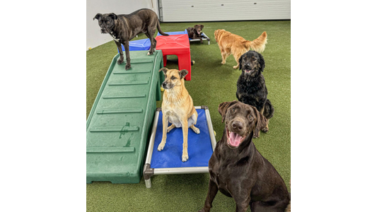 Six dogs of various breeds playing on artificial grass with colorful play equipment.