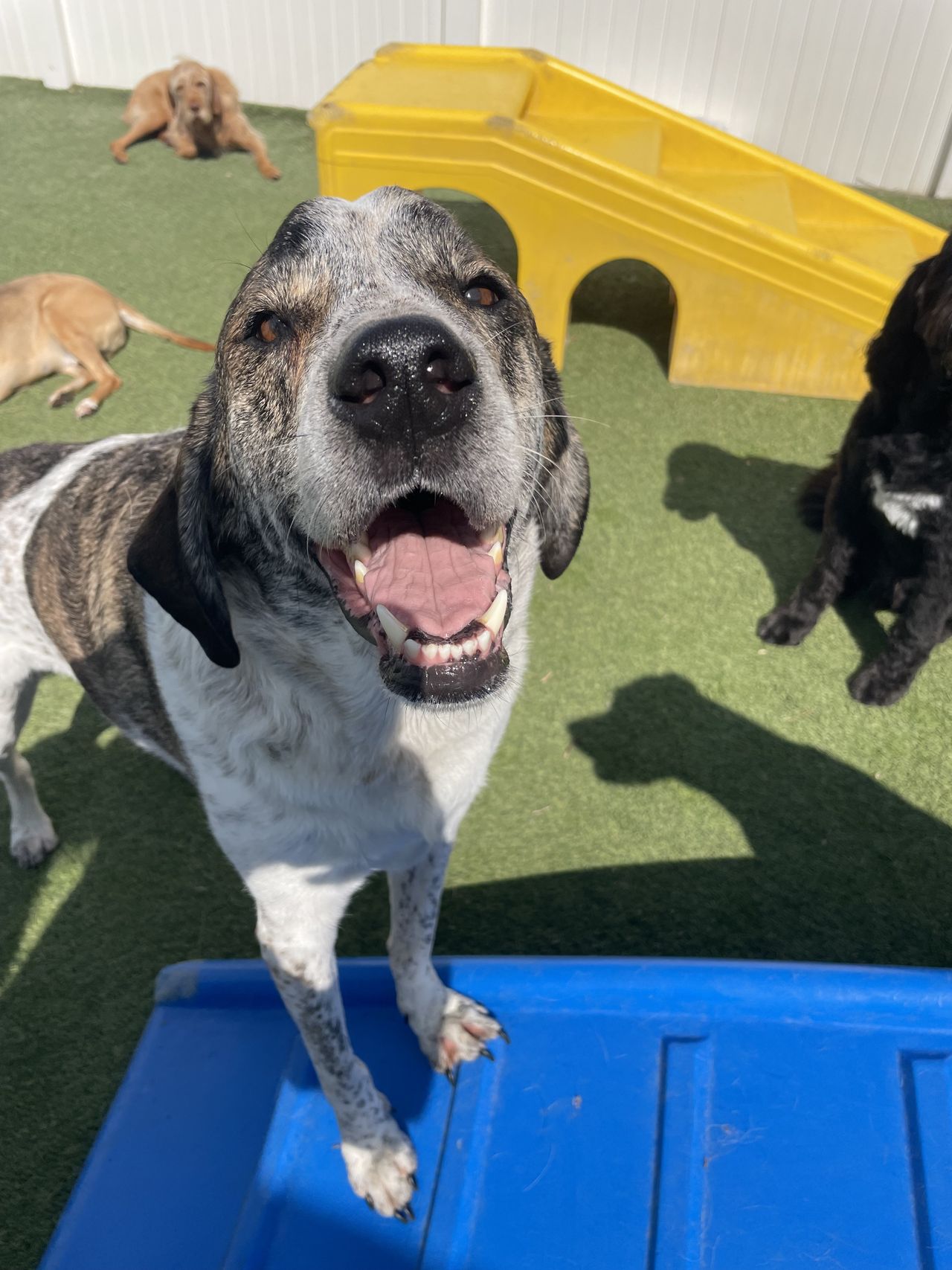 A happy, panting dog stands on a blue play structure, surrounded by other dogs on artificial grass under a sunny sky.