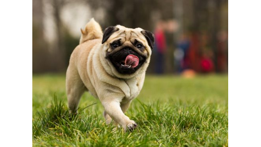 Training dog