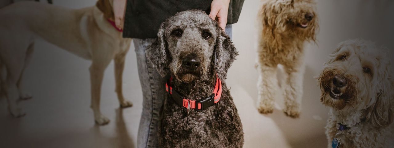 Gray standard poodle in an orange collar sitting beside a staff member, with doodles and a yellow Lab in an indoor daycare room