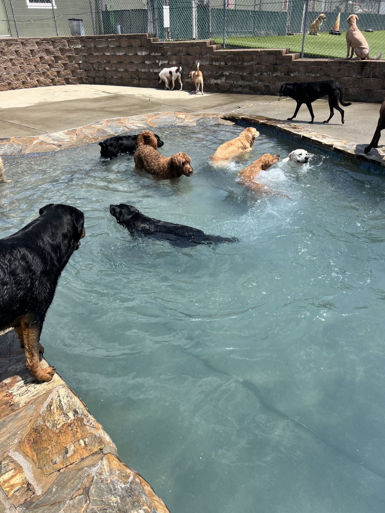 Several dogs of various breeds are playfully swimming and standing by a stone-edged pool in a sunny outdoor area.