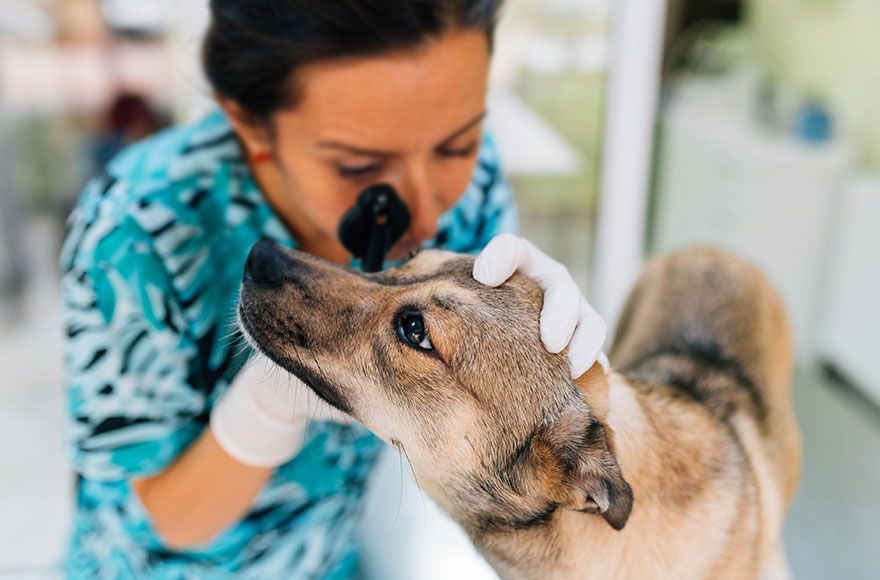 A veterinarian examines a dog's eyes with an ophthalmoscope in a clinic, wearing gloves and a patterned uniform.