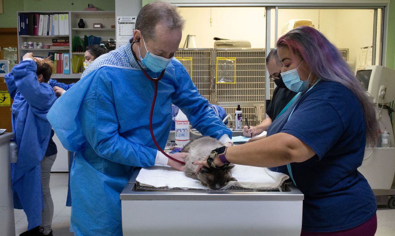 Veterinarians examining a cat on a table in a clinic, wearing masks and gowns, with medical equipment and supplies in the background.