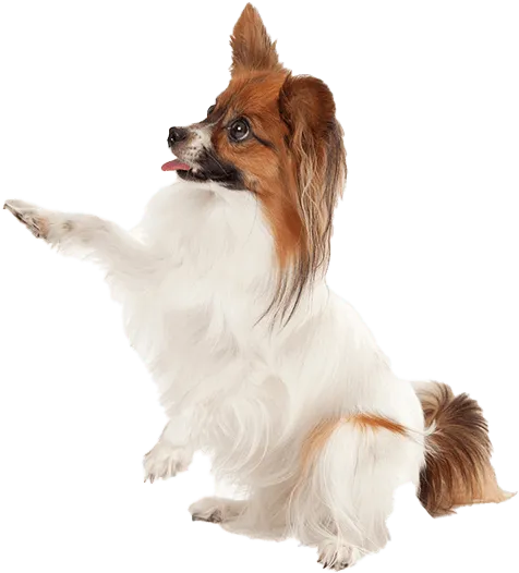 Papillon dog with fluffy white and brown fur sitting on hind legs, one paw raised, and tongue out, against a white background.