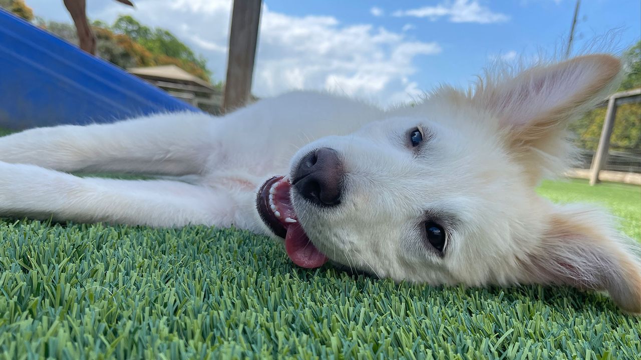 Fluffy white puppy lying on green grass, playfully looking at the camera with its tongue out, under a clear blue sky.