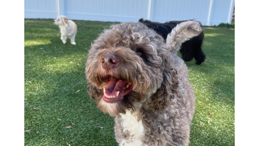 Happy dog engages with a staff member in a play area