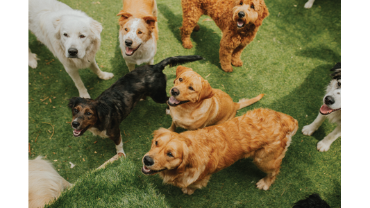 A group of diverse dogs happily gathered on a grassy field, looking towards the camera with wagging tails and playful expressions.