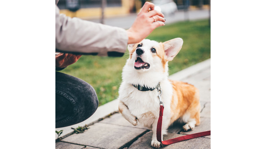 Corgi dog sitting on a sidewalk, attentively looking up at a person's hand holding a treat. The dog wears a leash, and its paw is raised.