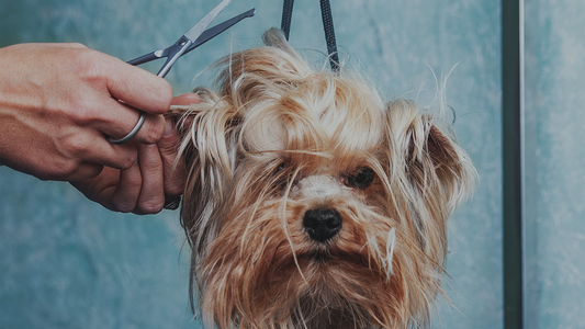 A small dog with long, tangled fur getting its hair trimmed by a person using scissors.