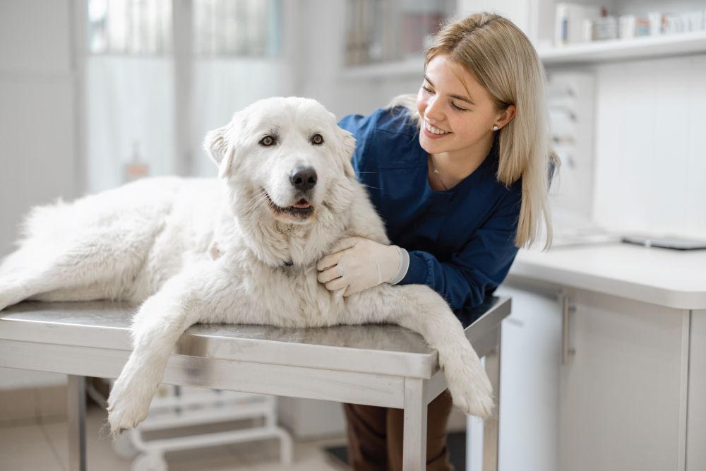 A happy large white dog lies on a vet table as a smiling veterinarian in blue scrubs and gloves gently holds it in a bright clinic room.