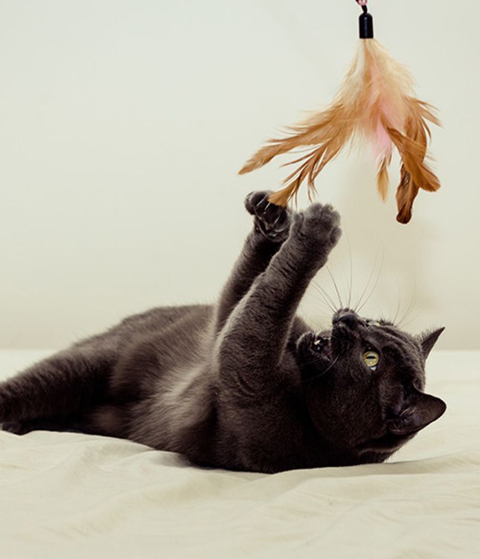 Gray cat lying on its back, playfully reaching for a dangling feather toy with its front paws.