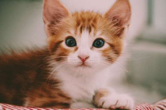 A fluffy orange and white kitten with large eyes stares at the camera while lying on a soft surface indoors.