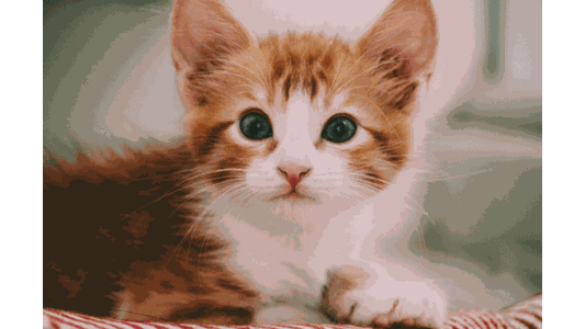an adorable orange and white tabby kitten with large dark eyes looking directly at the camera while resting on a red and white striped surface