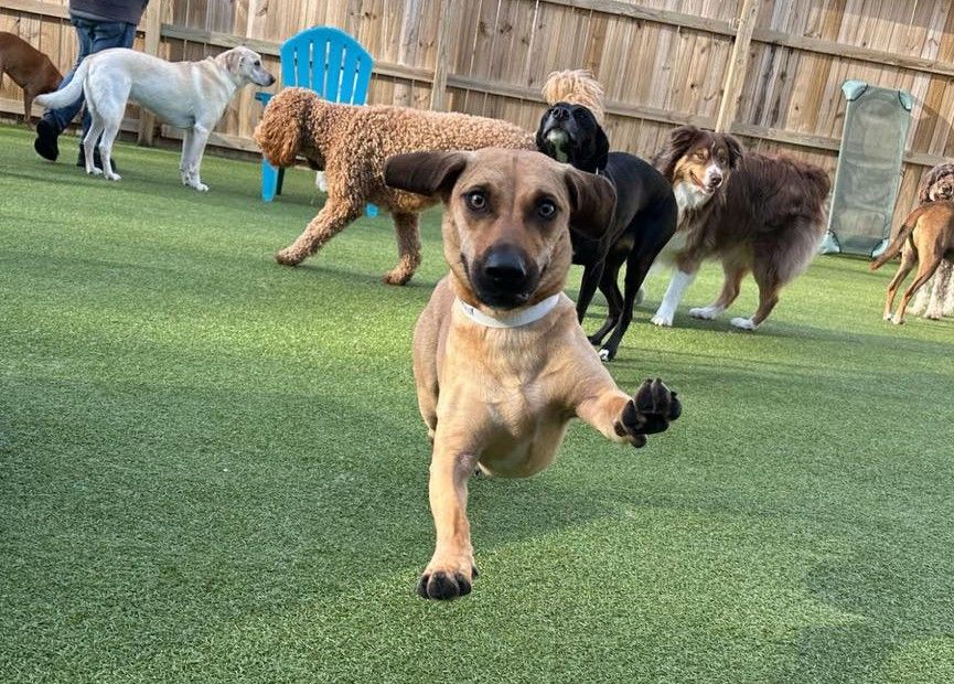 A playful dog leaping toward the camera in an outdoor dog park with other dogs in the background.