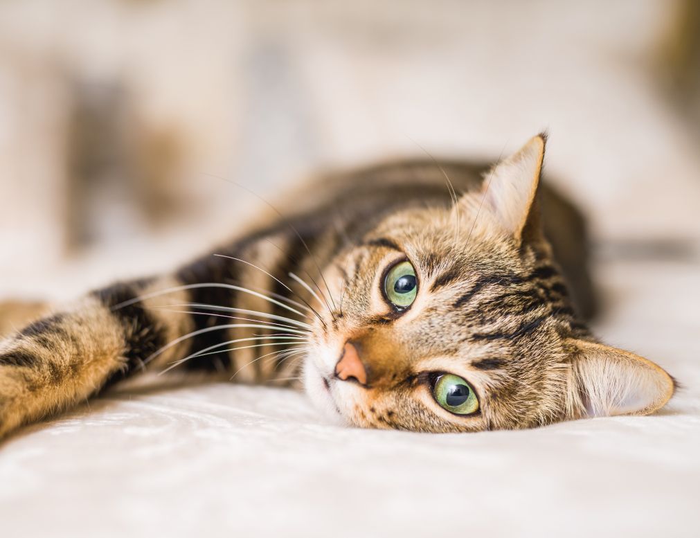 A tabby cat with green eyes lies on a soft surface, looking intently at the camera.