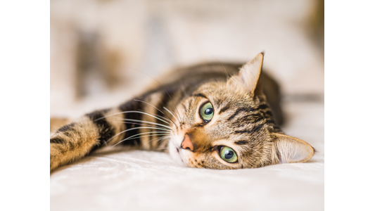 Tabby cat with green eyes lying on a bed, looking at the camera with a relaxed expression.