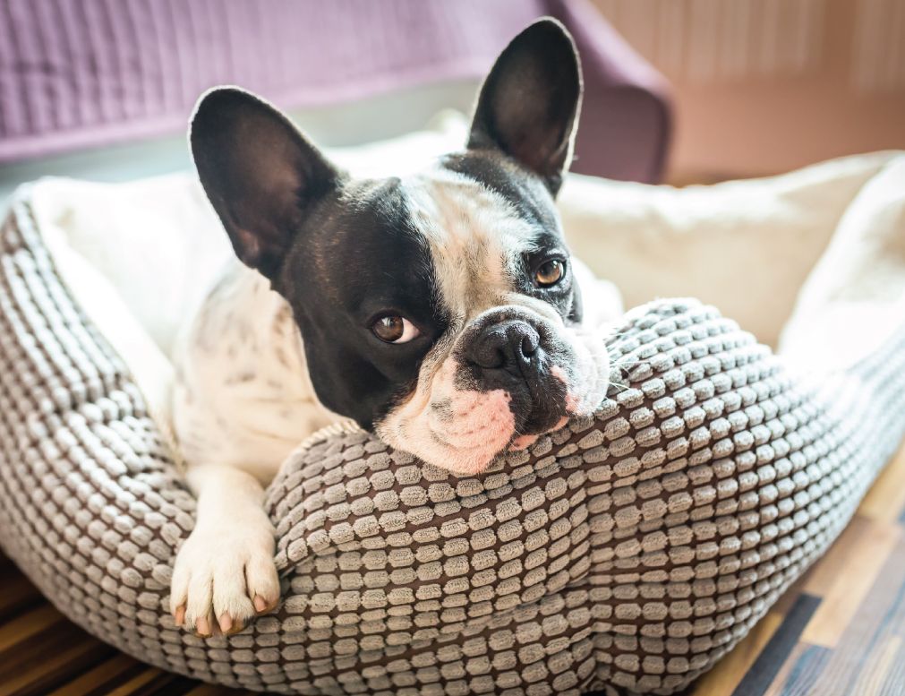A French Bulldog resting comfortably in a textured plush dog bed, resting its chin over the soft bolster