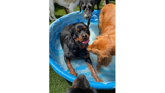 dogs-baby-pool-outside-daycare