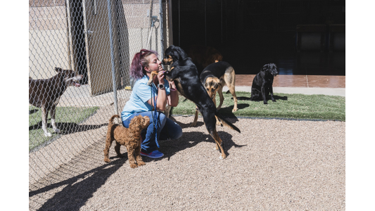 Dog daycare attendant plays with dogs at Church Ranch Veterinary Center for dog daycare