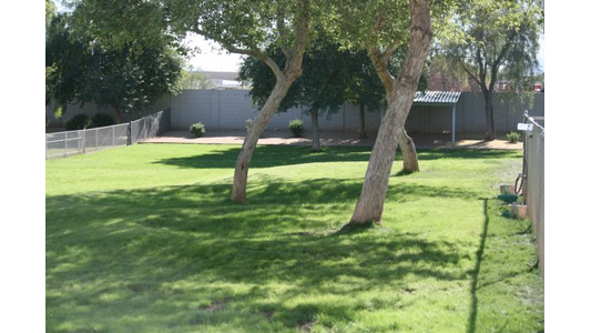 A grassy backyard with a few tall trees casting shadows, bordered by a fence, and a small structure in the background under a sunny sky.