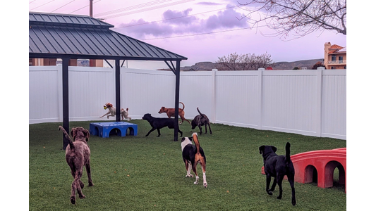 Dogs playing energetically in a fenced yard with grass, under a gazebo, some playing on colorful structures, during a purple-toned sunset.