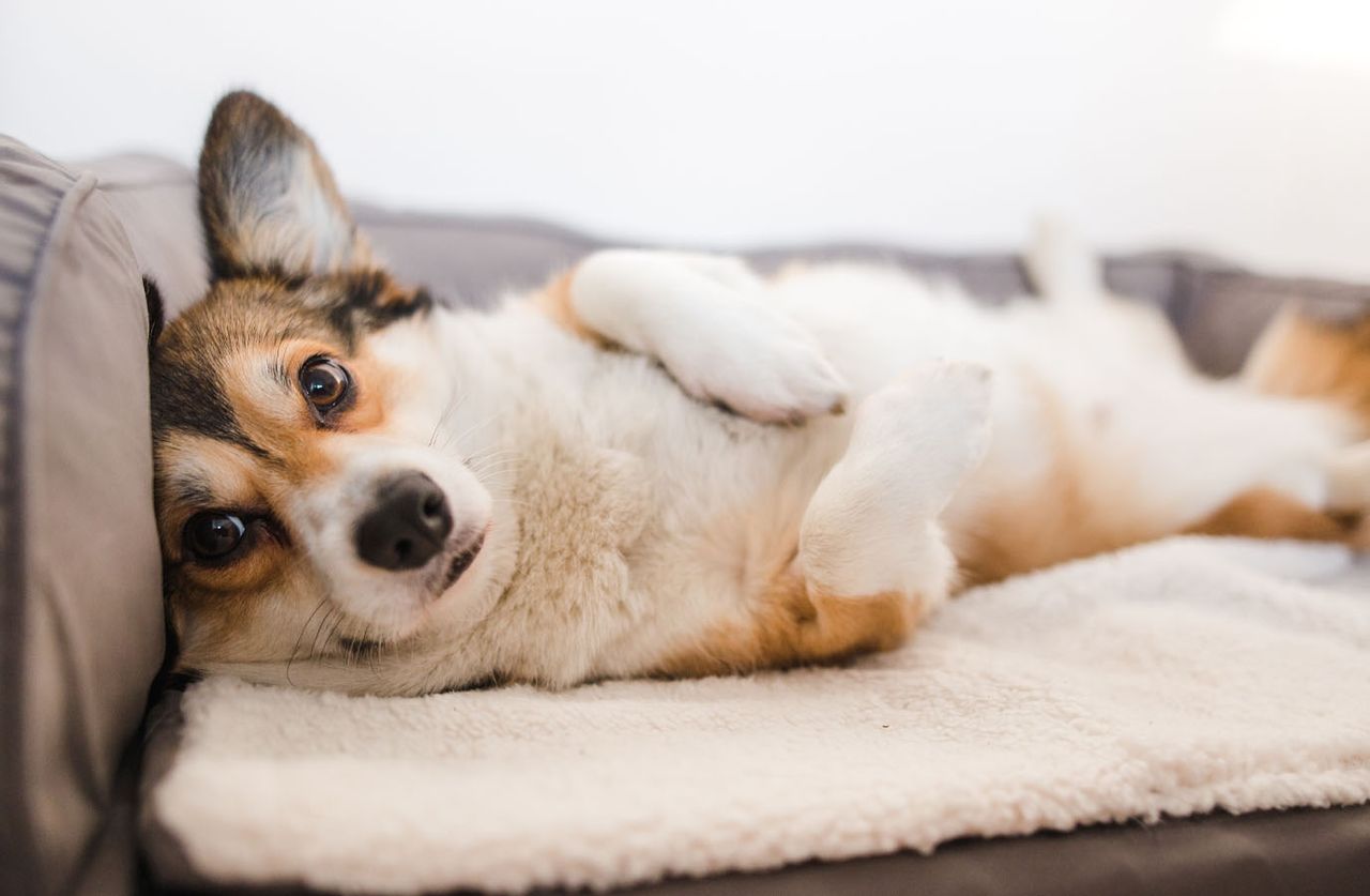 Dog in bed