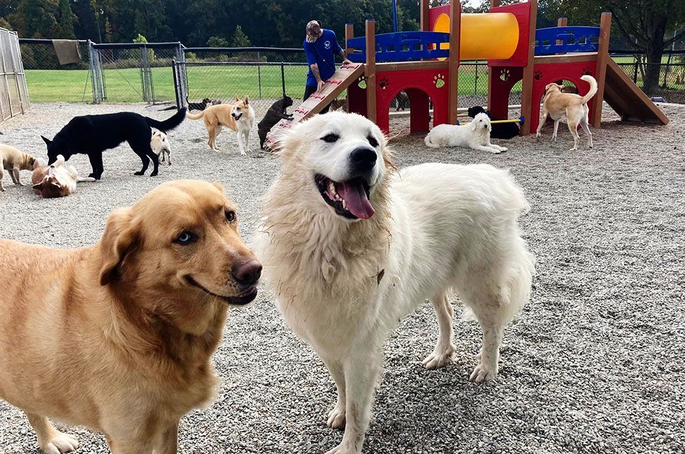 Dogs playing in an outdoor park with a playground, grass, and a person in the background, under a blue sky.