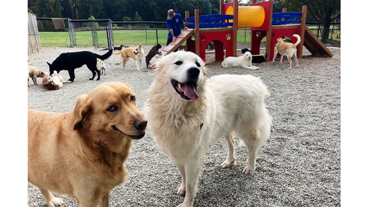 funny dogs playing outside at best friends bed and biscuit