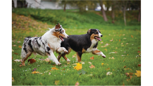 Two playful dogs running on a grassy field covered with scattered autumn leaves, with trees in the background.