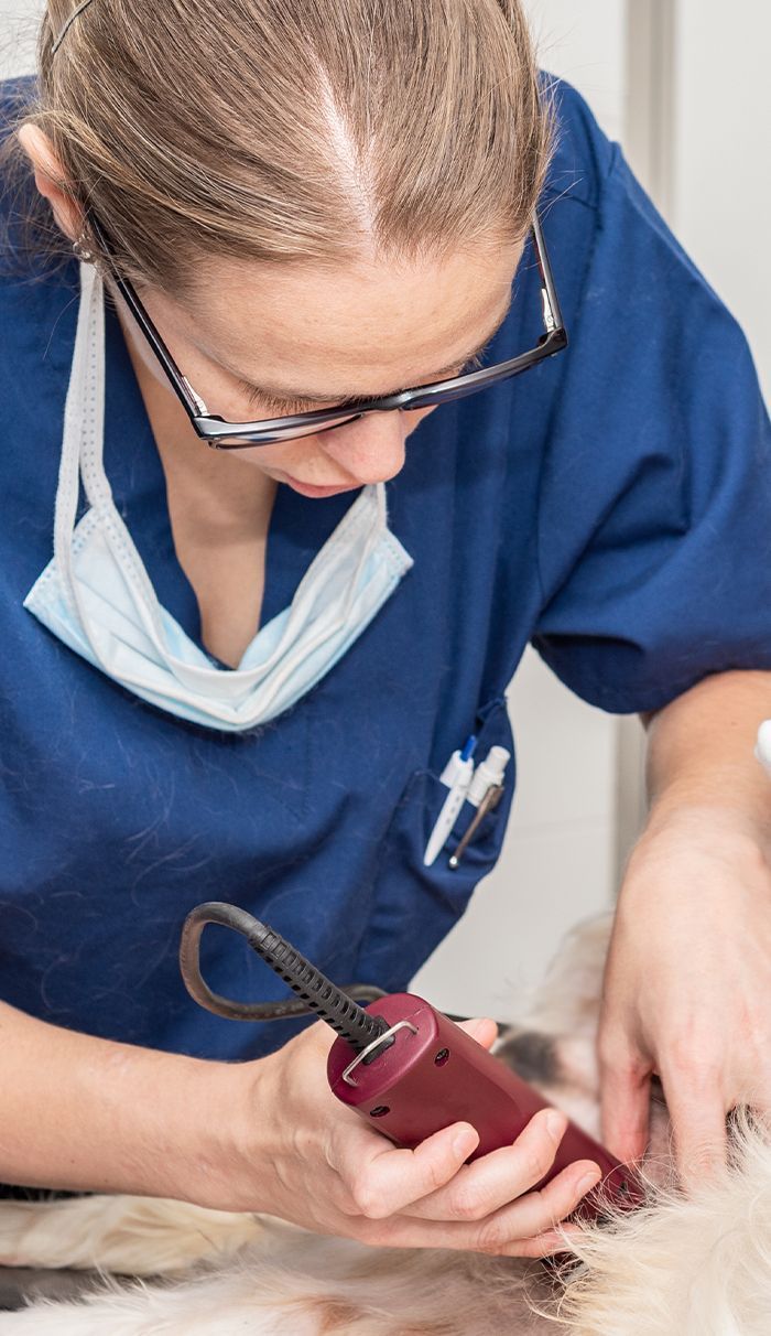 Veterinarian in scrubs trimming a dog's fur with clippers, focused on her work.