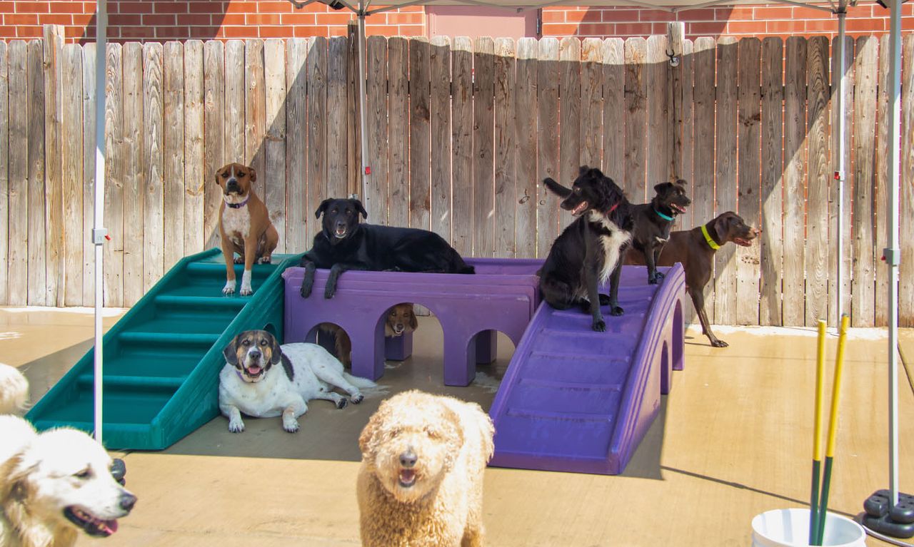 Group of dogs