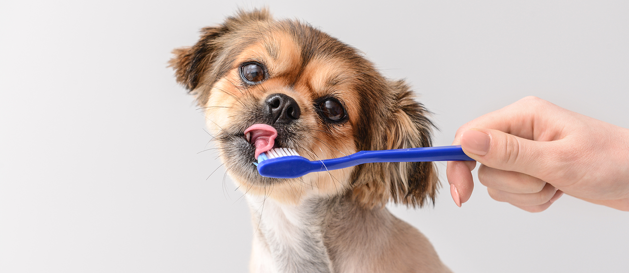 Preventive Dental Care: A Cornerstone of Pet Wellness