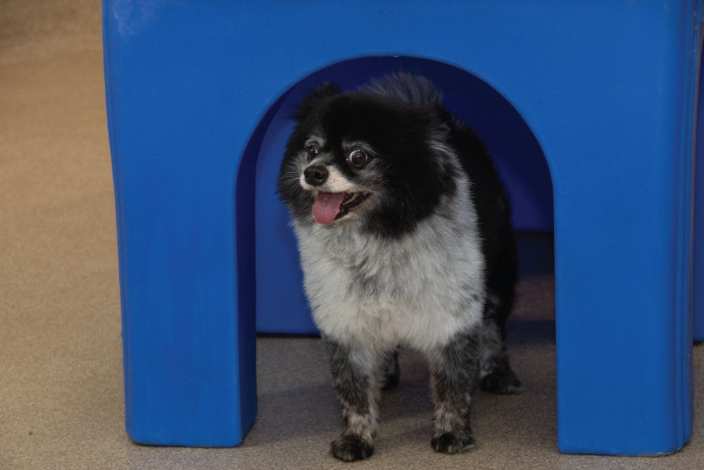 black and white dog at daycare